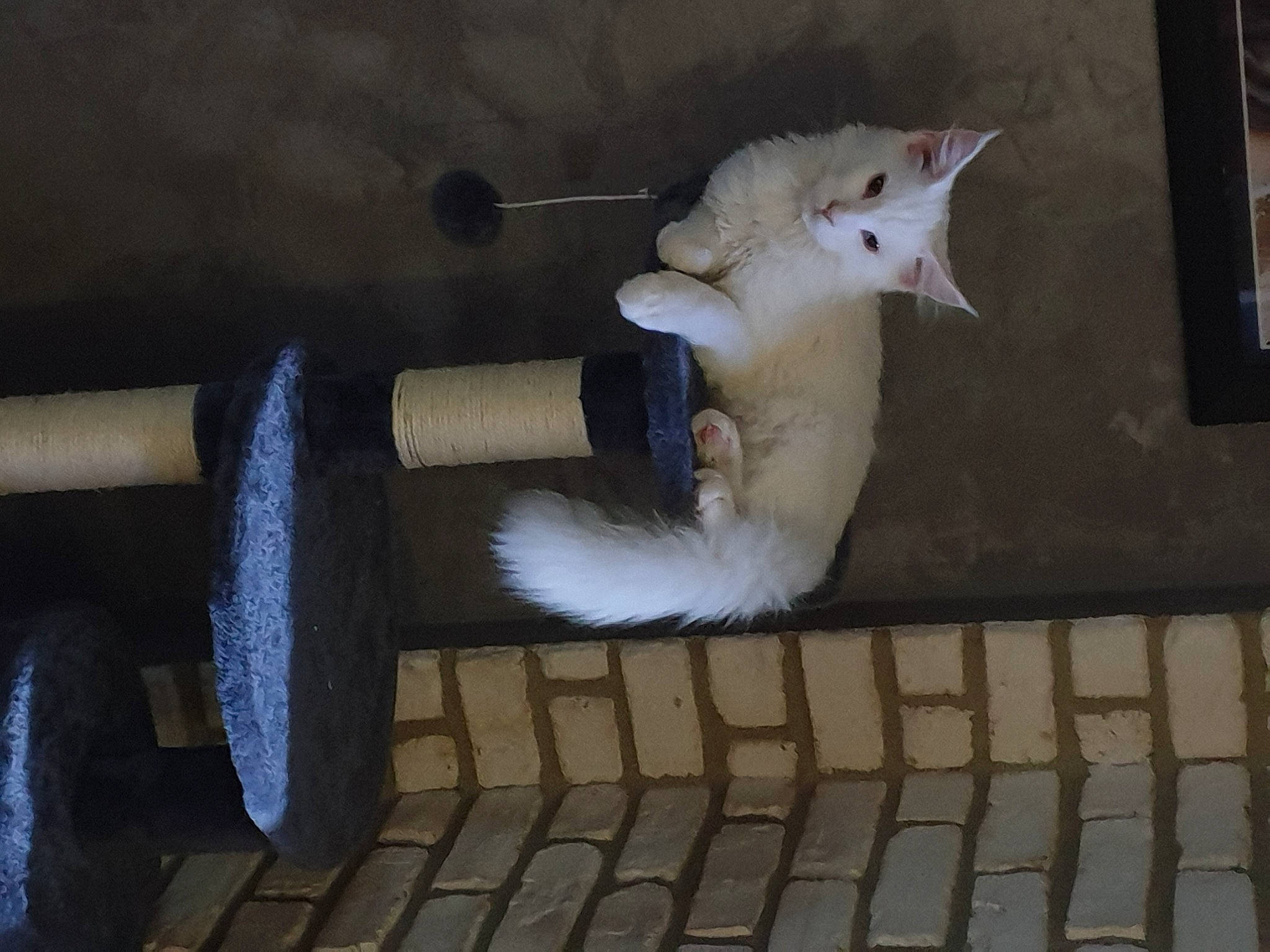 Romy participe au concours pour gagner de l'argent avec cette photo : automotive_tire, carnivore, cat, domestic_short_haired_cat, drainage, felidae, flooring, fur, gas, metal, muroidea, paw, pipe, rodent, room, small_to_medium_sized_cats, spinning, tail, whiskers, wood