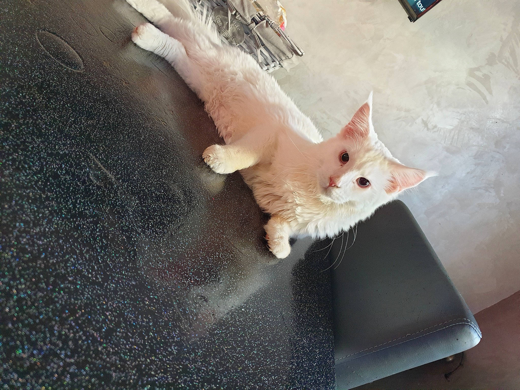 Romy a rejoint le concours — aidez-le/la à gagner de superbes lots ! asphalt, box, carnivore, cat, claw, domestic_short_haired_cat, fawn, felidae, flooring, foot, fur, gesture, human_leg, paw, road_surface, small_to_medium_sized_cats, snout, tail, whiskers, wood