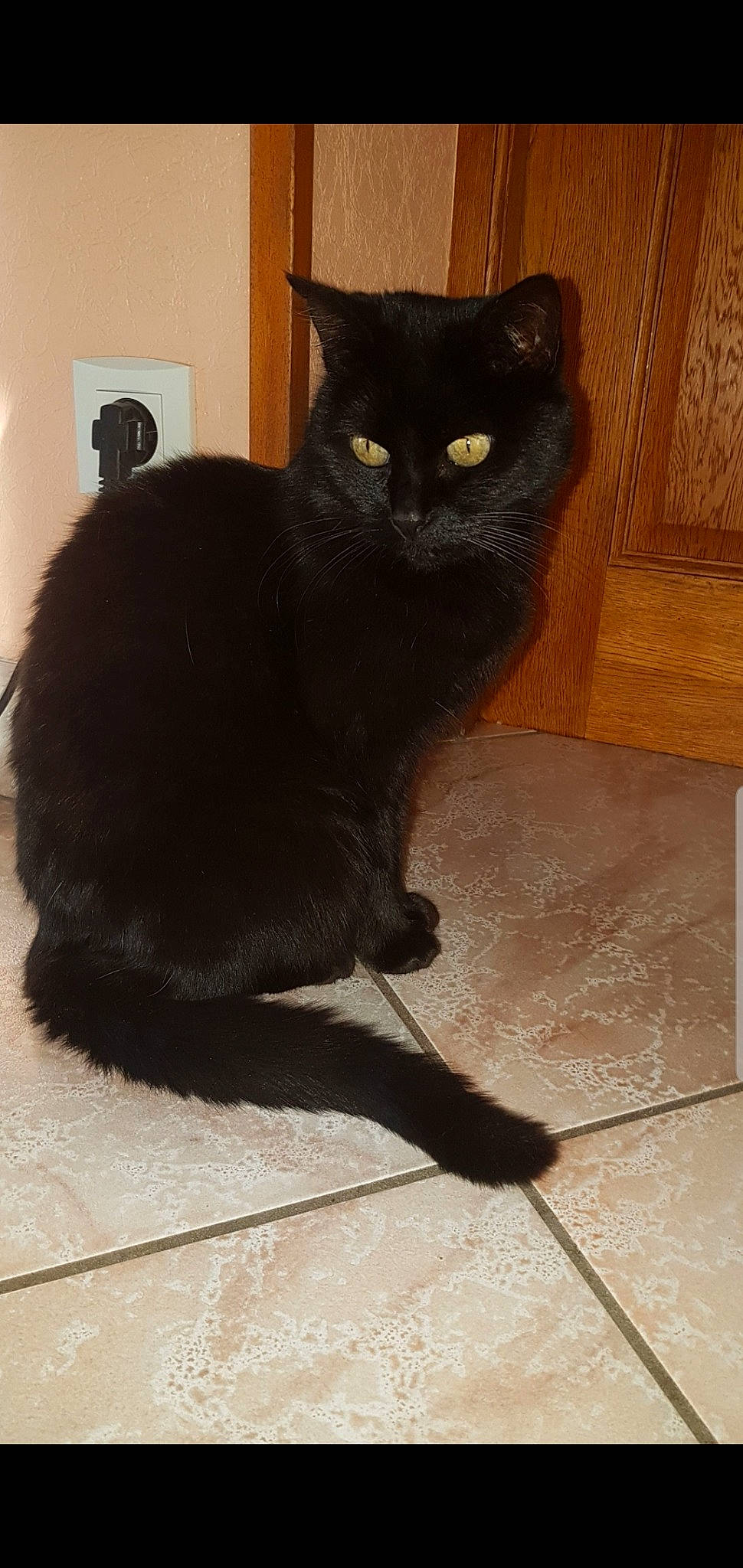 Prada a rejoint le concours — aidez-le/la à gagner de superbes lots ! asian, asian_semi_longhair, black, black_cat, bombay, burmese, carnivore, cat, domestic_long_haired_cat, domestic_short_haired_cat, european_shorthair, felidae, floor, flooring, mammal, small_to_medium_sized_cats, snout, tail, vertebrate, whiskers