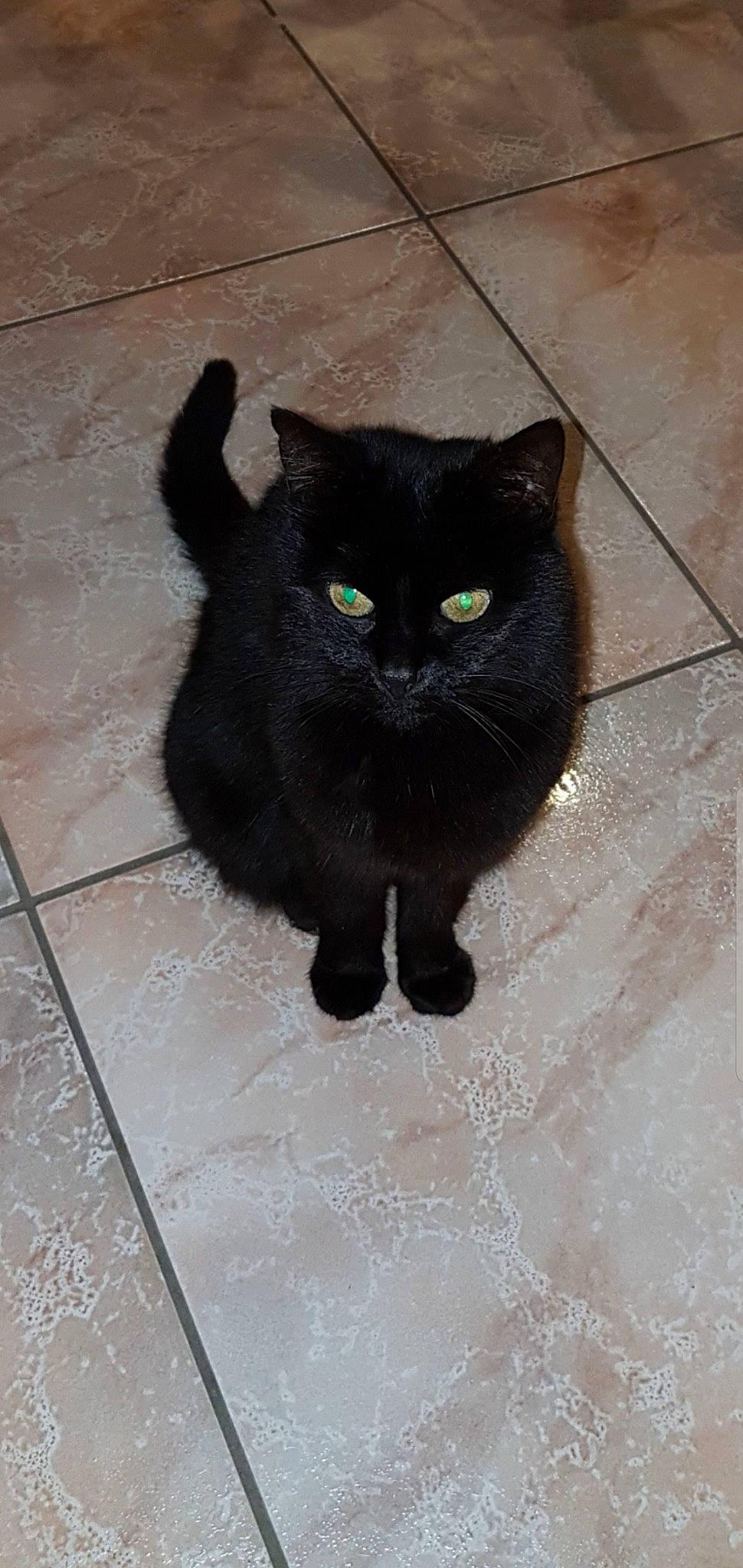 Prada a rejoint le concours — aidez-le/la à gagner de superbes lots ! asian, black, black_cat, bombay, british_shorthair, carnivore, cat, domestic_short_haired_cat, eye, felidae, floor, fur, korat, mammal, small_to_medium_sized_cats, snout, tail, tile, vertebrate, whiskers