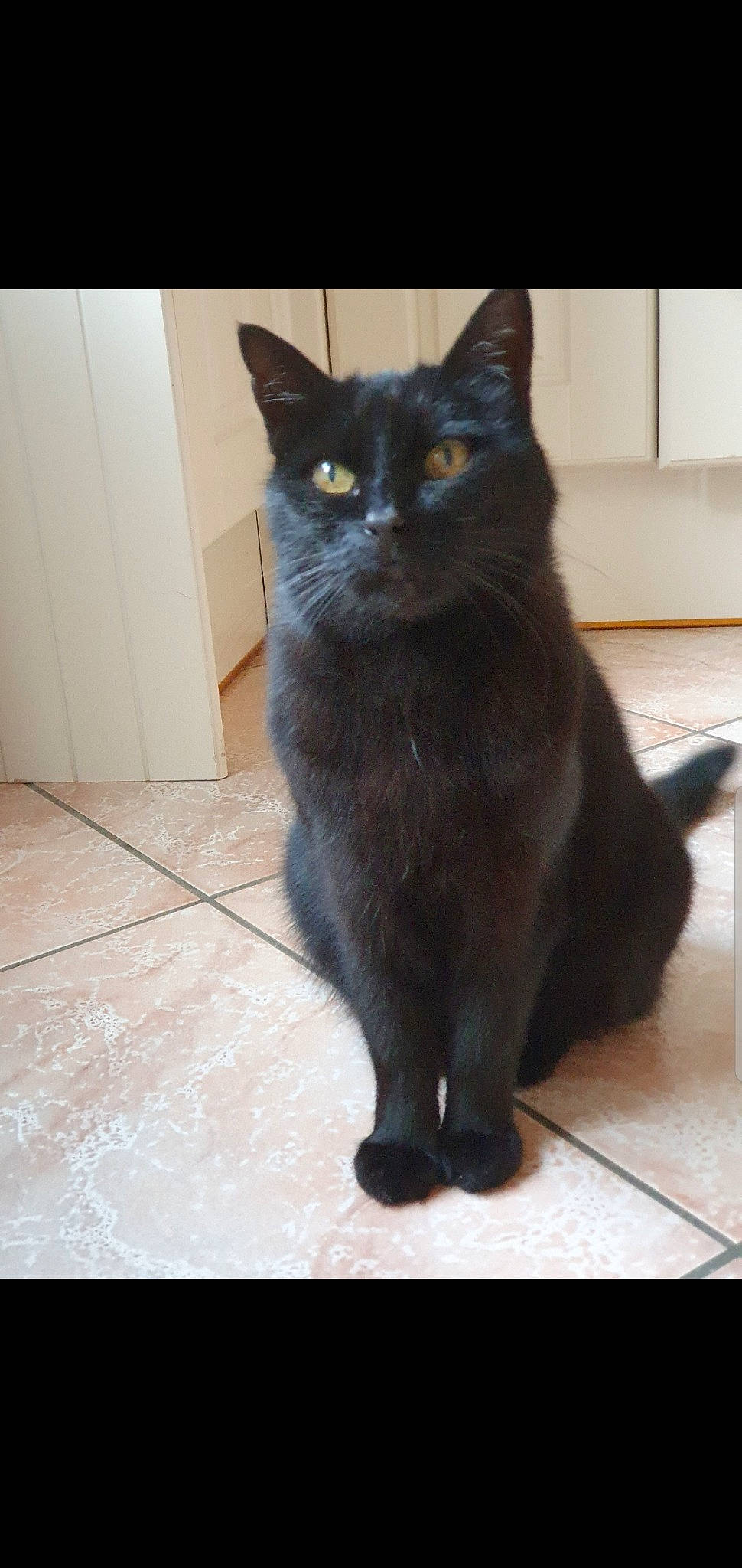 Prada participe au concours pour gagner de l'argent avec cette photo : asian, asian_semi_longhair, black_cat, bombay, carnivore, cat, cymric, domestic_long_haired_cat, domestic_short_haired_cat, felidae, kitten, korat, maine_coon, mammal, persian, polydactyl_cat, small_to_medium_sized_cats, tail, vertebrate, whiskers