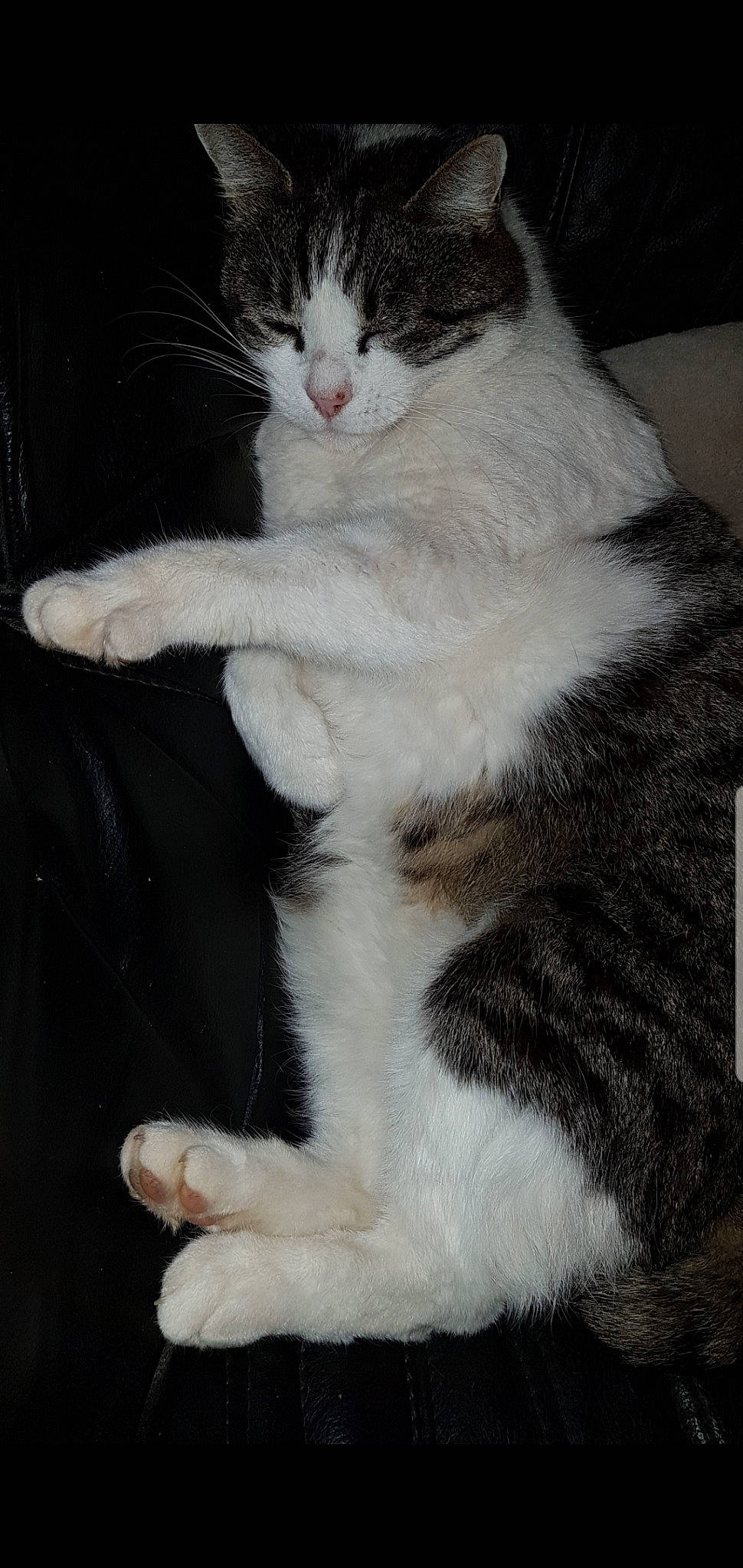 Grisou participe au concours pour gagner de l'argent avec cette photo : aegean_cat, american_wirehair, asian, carnivore, cat, claw, domestic_short_haired_cat, european_shorthair, felidae, fur, japanese_bobtail, mammal, norwegian_forest_cat, paw, polydactyl_cat, small_to_medium_sized_cats, tail, whiskers