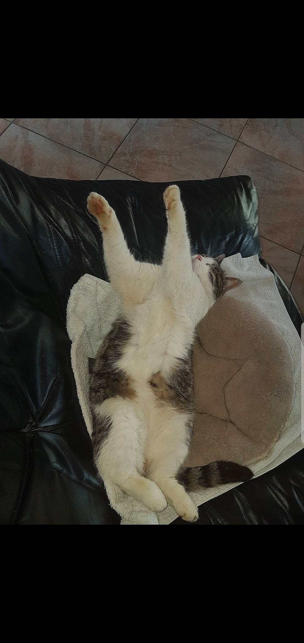 Grisou participe au concours pour gagner de l'argent avec cette photo : carnivore, cat, claw, felidae, fur, leg, paw, polydactyl_cat, small_to_medium_sized_cats, tail, whiskers