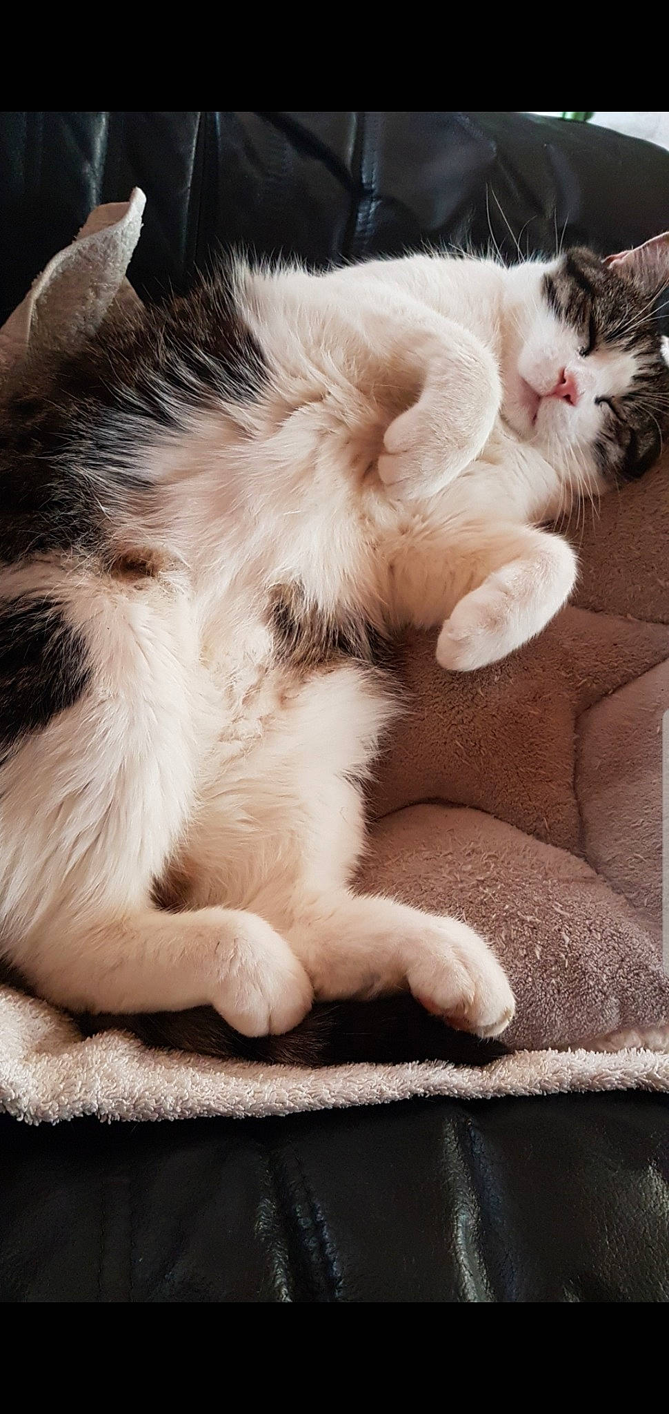 Grisou participe au concours pour gagner de l'argent avec cette photo : aegean_cat, american_curl, carnivore, cat, claw, domestic_long_haired_cat, ear, felidae, fur, kitten, mammal, nap, norwegian_forest_cat, paw, polydactyl_cat, ragamuffin, small_to_medium_sized_cats, tail, whiskers