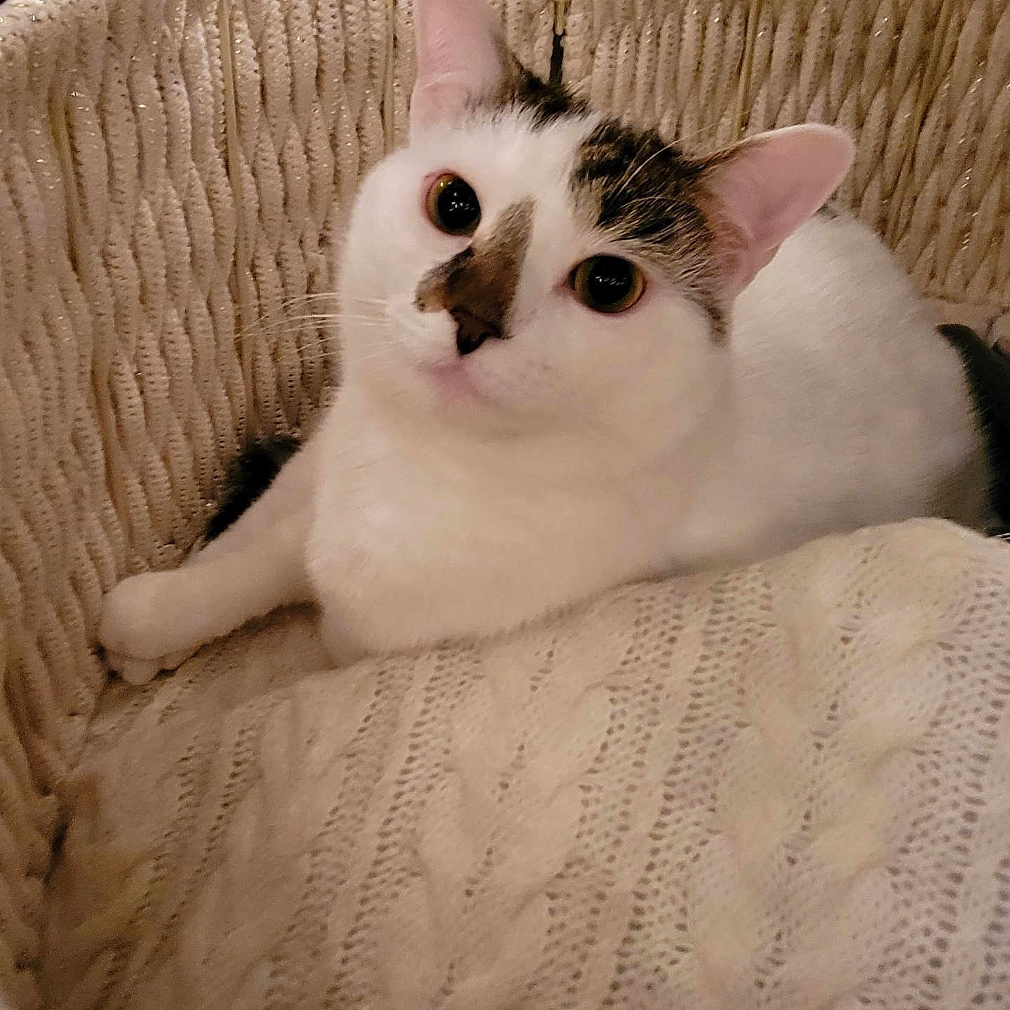 Binx joined the competition — help win amazing prizes! abyssinian, animal, basket, bed, blanket, cat, chair, couch, cradle, crib, cushion, furniture, homedecor, infantbed, kitten, linen, manx, pet, quilt, siamese