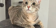 Pippin is registered to the contest to win money with this photo: cat, tabby, animal, pet, feline, whiskers, ears, eyes, cat_tree, gray, fur, indoor, curious, looking, resting, paw, closeup, mammal, cute, domestic_animal