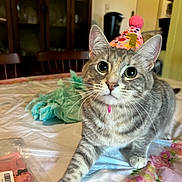 Pippin joined the competition — help win amazing prizes! cat, tabby_cat, party_hat, table, indoor, curious, pet, whiskers, fur, pink, green, decorations, celebration, close_up, animal, mammal, domestic_cat, cute, birthday, playful