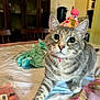 animal, birthday, cat, celebration, close_up, curious, cute, decorations, domestic_cat, fur, green, indoor, mammal, party_hat, pet, pink, playful, tabby_cat, table, whiskers