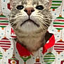 Pippin joined the competition — help win amazing prizes! cat, close_up, holiday_wrapping_paper, christmas, ornaments, festive, curious, whiskers, nose, face, pattern, red, green, white, background, cute, pet, animal, indoor, celebration
