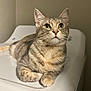 Pippin is registered to the contest to win money with this photo: cat, tabby, pet, animal, feline, whiskers, fur, indoor, closeup, curious, relaxed, paws, striped, mammal, cute, domestic, lying_down, looking_up, ears, face