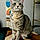 Pippin