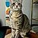 Pippin