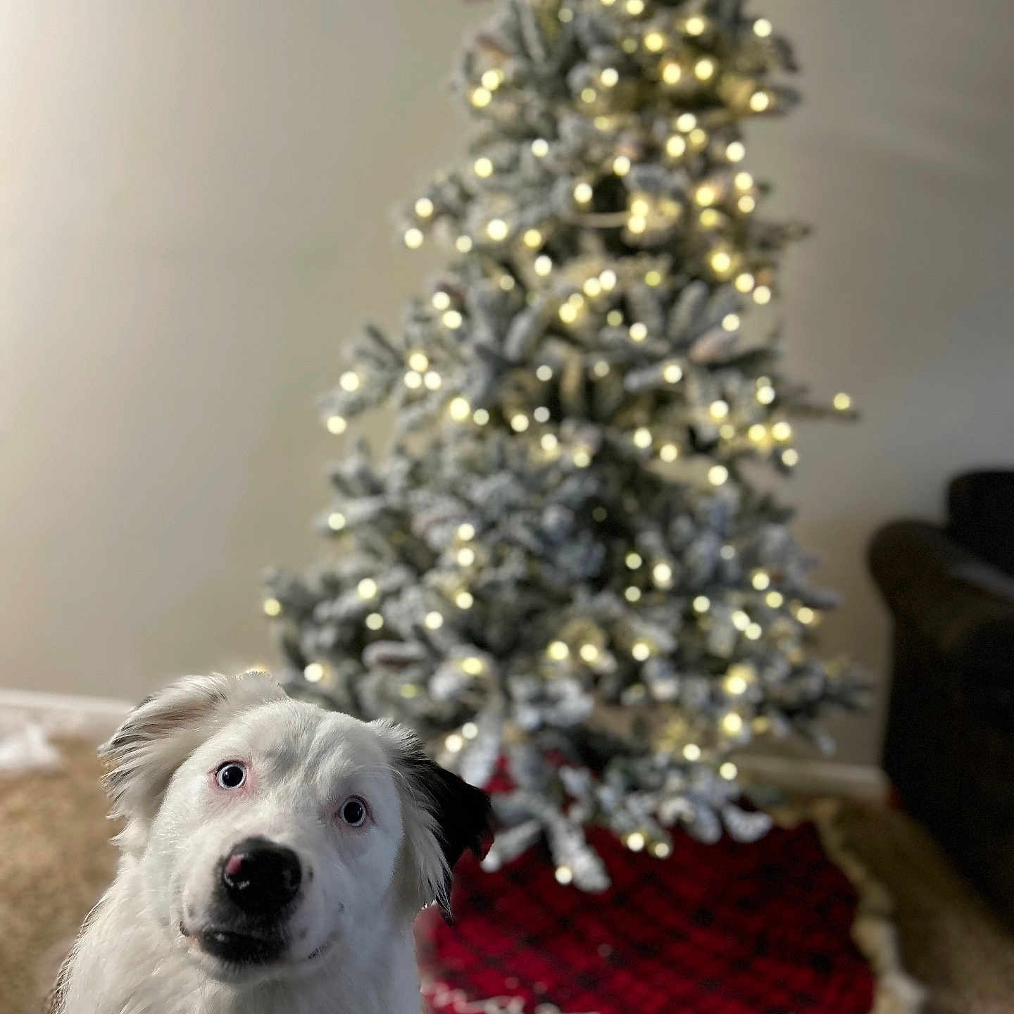 Charlie is registered to the contest to win money with this photo: animal, background_blur, carpet, celebration, christmas, christmas_tree, cozy, curious, cute, decorations, dog, festive, fur, holiday, indoor, lights, living_room, pet, red_tree_skirt, white_dog