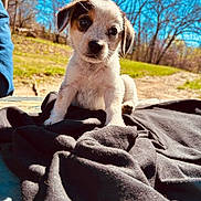Ryder joined the competition — help win amazing prizes! puppy, dog, outdoor, sunlight, black_fabric, grass, tree, sky, cute, pet, animal, young, nature, portrait, sitting, fur, ears, nose, daytime, background