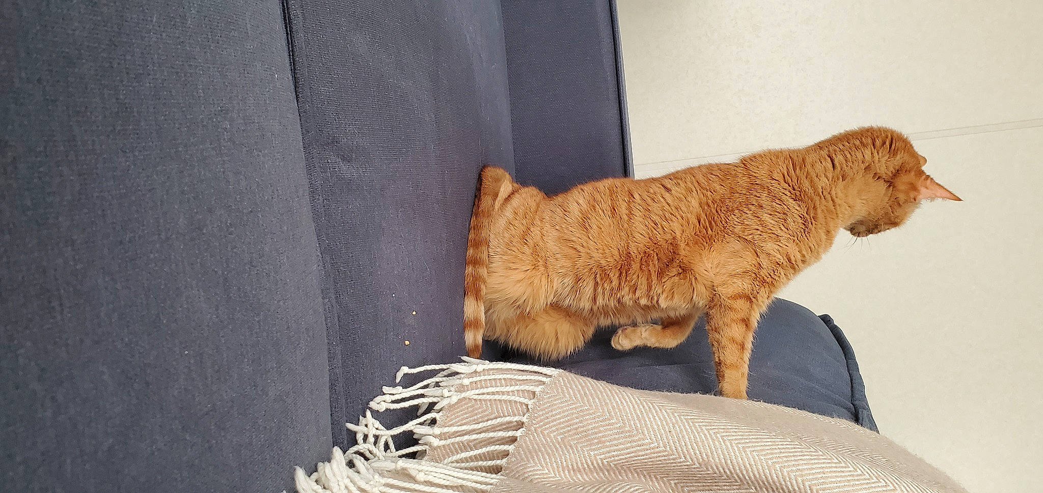 Alani joined the competition — help win amazing prizes! bovine, canidae, carnivore, dog_breed, fawn, felidae, fur, livestock, sheep, small_to_medium_sized_cats, snout, sporting_group, tail, terrestrial_animal, toy, wildlife, wood, wool, working_animal