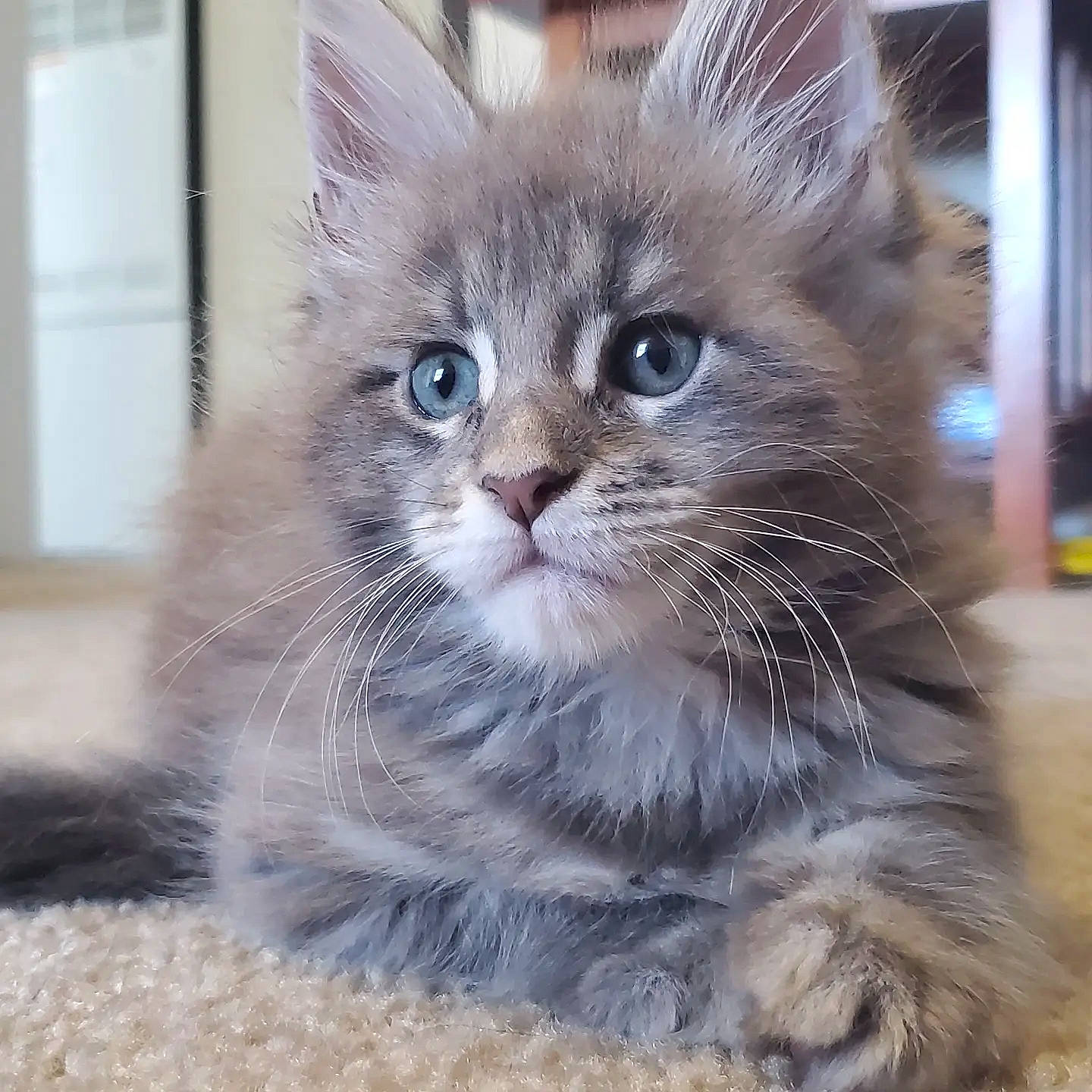 Mazikeen joined the competition — help win amazing prizes! box, british_longhair, carnivore, cat, claw, domestic_short_haired_cat, fawn, felidae, fur, iris, paw, small_to_medium_sized_cats, snout, tail, terrestrial_animal, whiskers, window