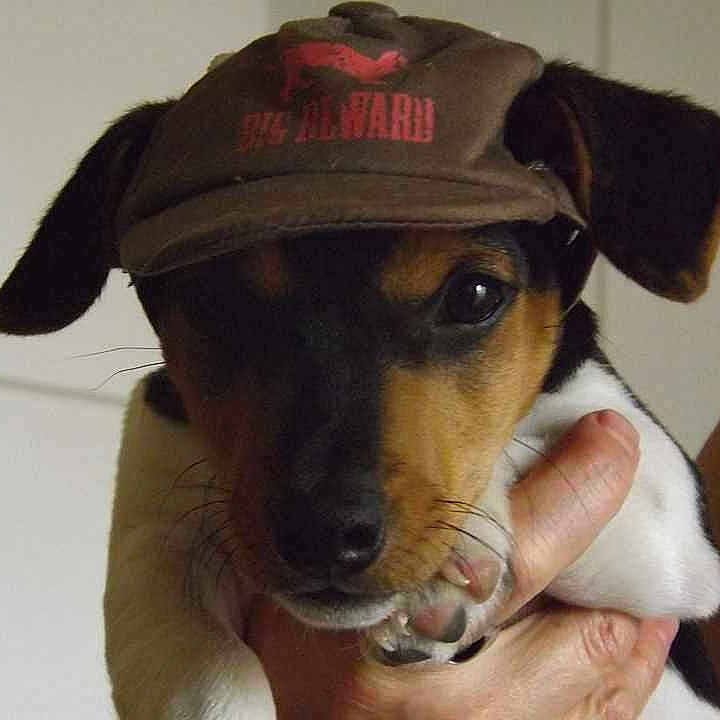 Titi