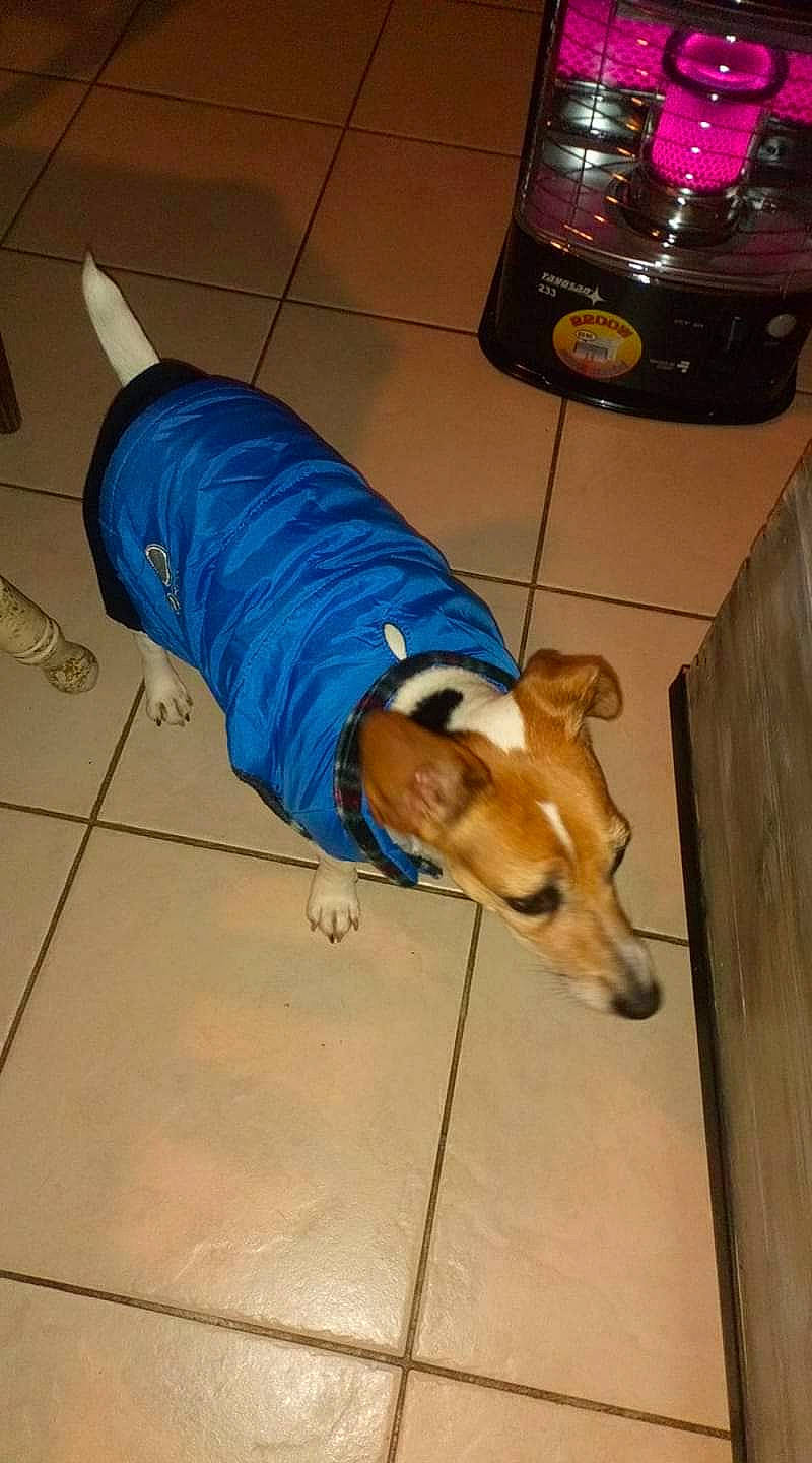 Choupie a rejoint le concours — aidez-le/la à gagner de superbes lots ! canidae, carnivore, companion_dog, dog, dog_breed, dog_supply, electric_blue, floor, flooring, foot, hardwood, home_appliance, human_leg, pet_supply, sporting_group, sportswear, tail, thigh, wood, working_animal