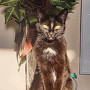 Heather participe au concours pour gagner de l'argent avec cette photo : black_cat, calm, cat, closeup, decor, feline, flower, fur, green_leaves, indoor, pet, plant, portrait, ribbons, shadow, sitting, still_life, sunlight, wooden_surface, yellow_eyes