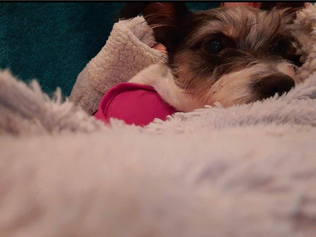 Maggie joined the competition — help win amazing prizes! camera, carnivore, cloud, comfort, companion_dog, dog, dog_breed, felidae, fur, liver, love, nap, paw, puppy_love, small_terrier, snout, terrier, toy_dog, whiskers, working_animal