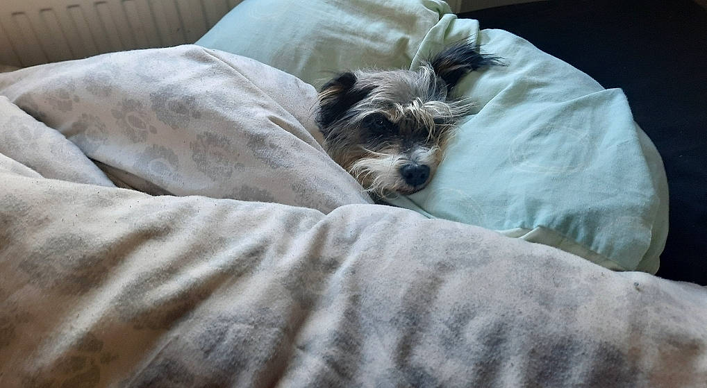 Maggie joined the competition — help win amazing prizes! bedding, canidae, carnivore, comfort, companion_dog, dog, dog_breed, duvet, fawn, felidae, fur, linens, liver, nap, small_terrier, snout, sporting_group, terrier, toy_dog, working_animal