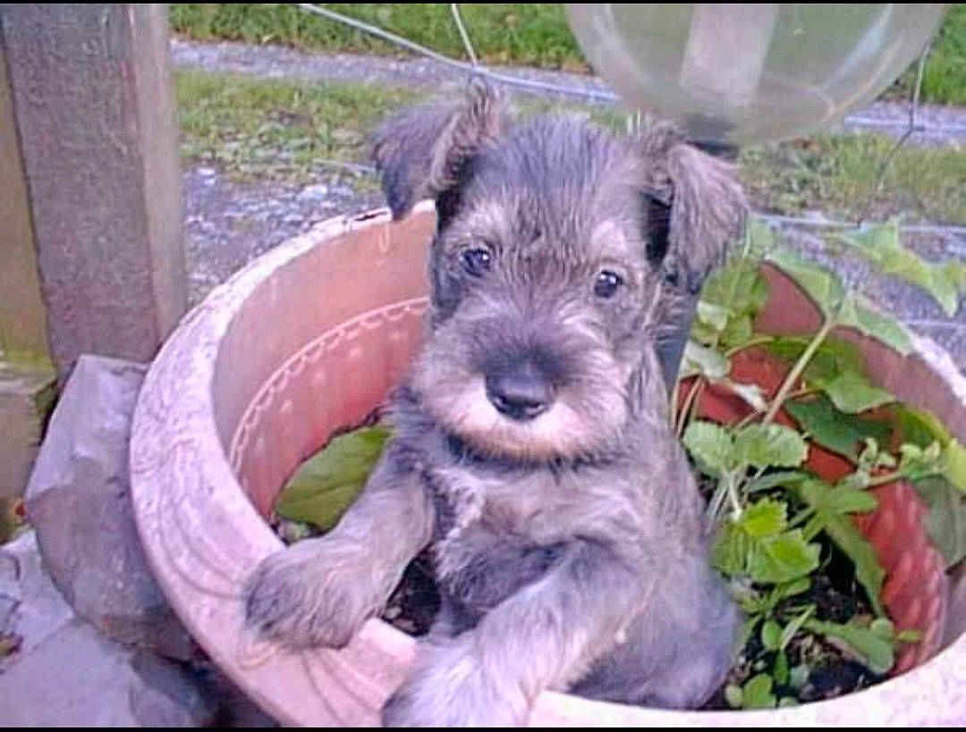 Hugo is registered to the contest to win money with this photo: annual_plant, canidae, carnivore, companion_dog, dog, dog_breed, dog_supply, groundcover, plant, small_terrier, snout, sporting_group, standard_schnauzer, terrestrial_animal, terrier, working_animal, working_terrier