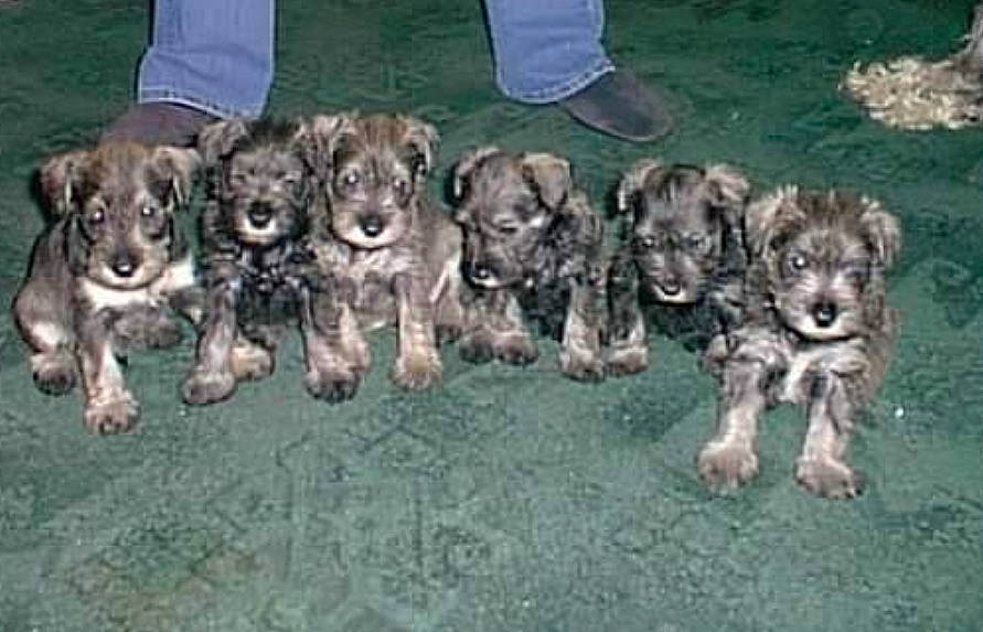 Hugo is registered to the contest to win money with this photo: canidae, cargo_pants, carnivore, companion_dog, dog, dog_breed, fawn, liver, non_sporting_group, puppy, snout, sporting_group, terrestrial_animal, toy_dog, working_dog