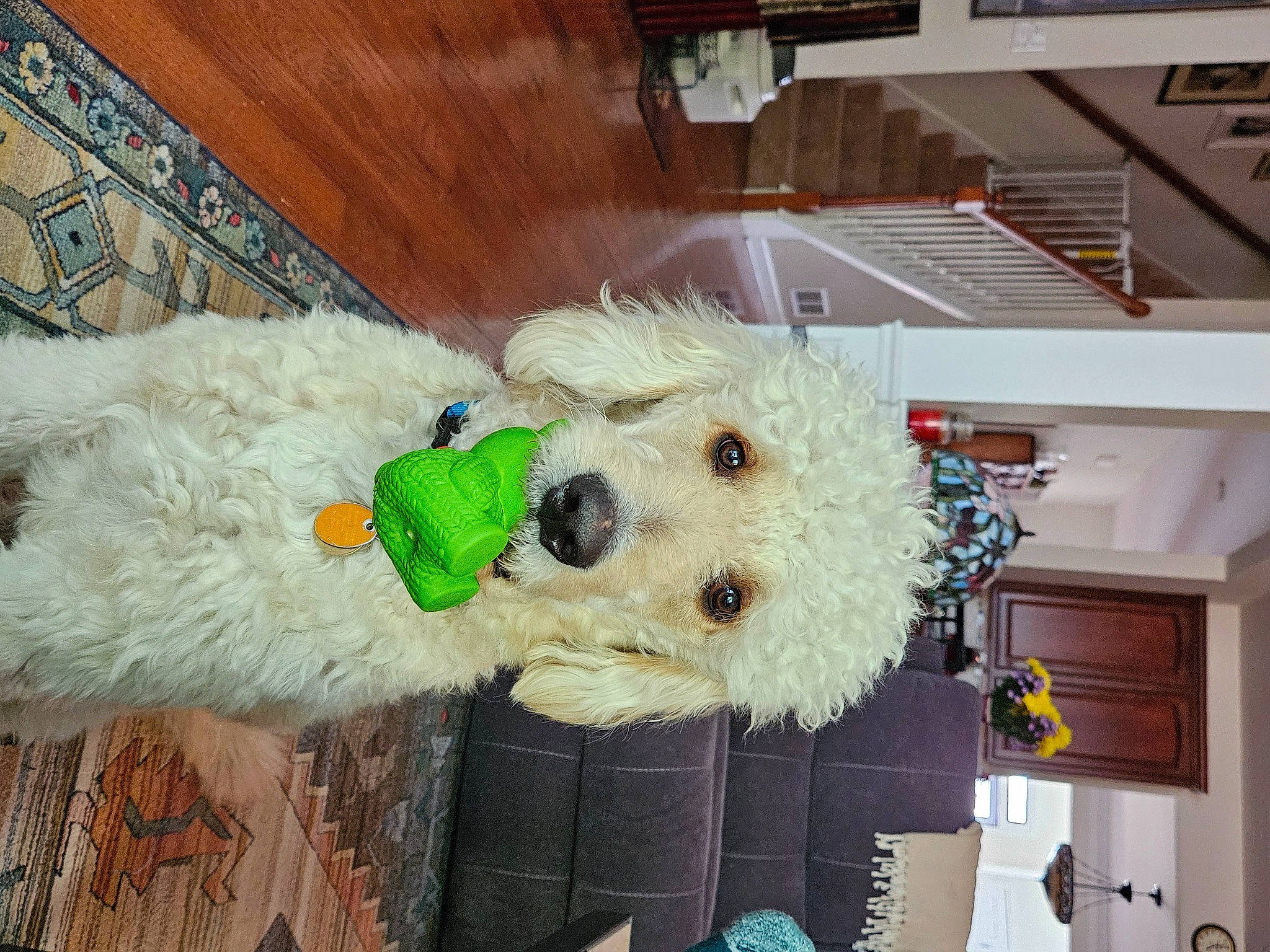 Beau is registered to the contest to win money with this photo: canidae, carnivore, companion_dog, dog, dog_breed, dog_clothes, dog_supply, fur, hardwood, pet_supply, plush, room, small_terrier, snout, sporting_group, stuffed_toy, toy, toy_dog, wood, working_animal