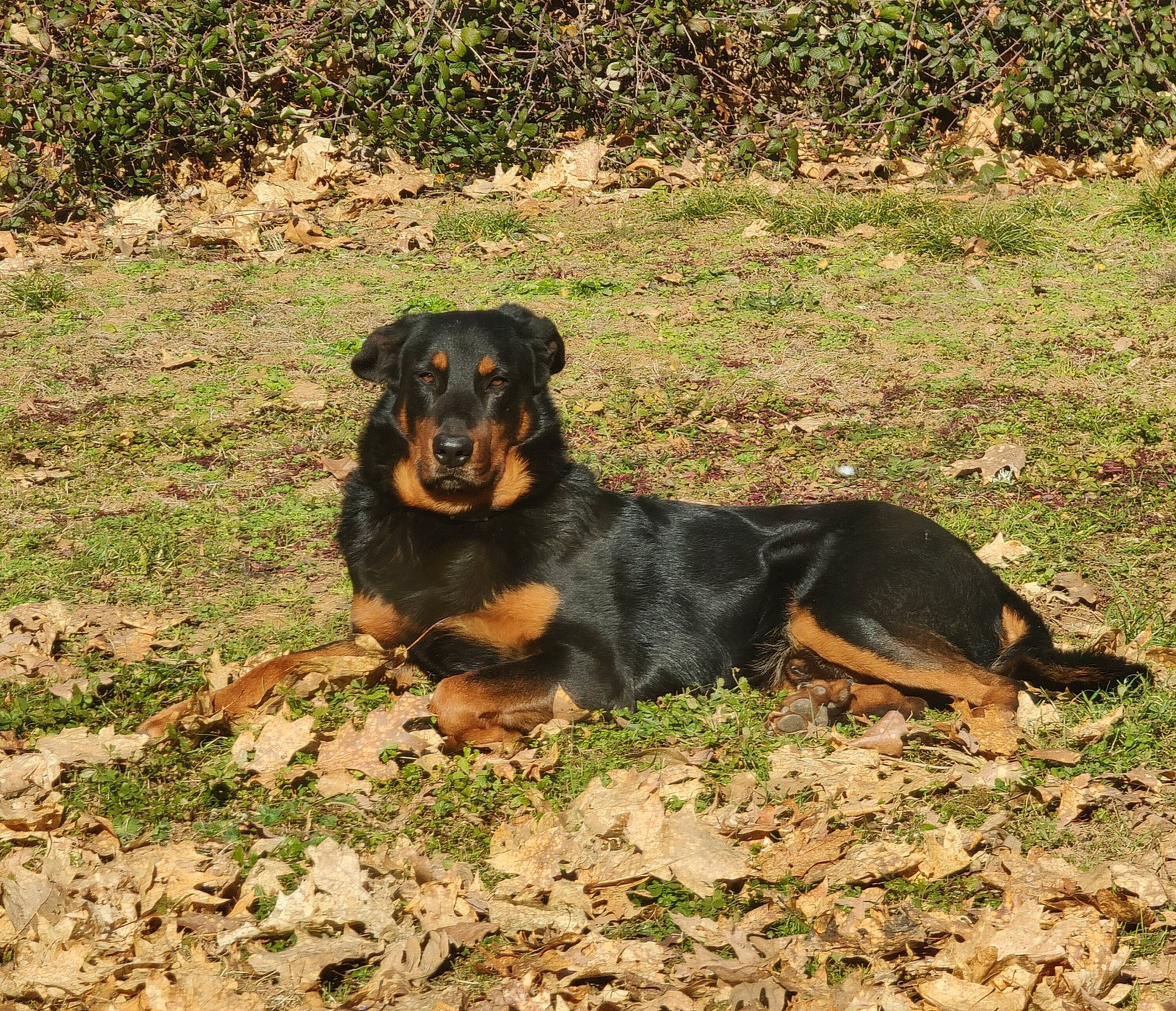 Nougat a rejoint le concours — aidez-le/la à gagner de superbes lots ! canidae, carnivore, companion_dog, dog, dog_breed, grass, guard_dog, hound, hunting_dog, mammal, plant, sharing, terrestrial_animal, vertebrate, working_dog