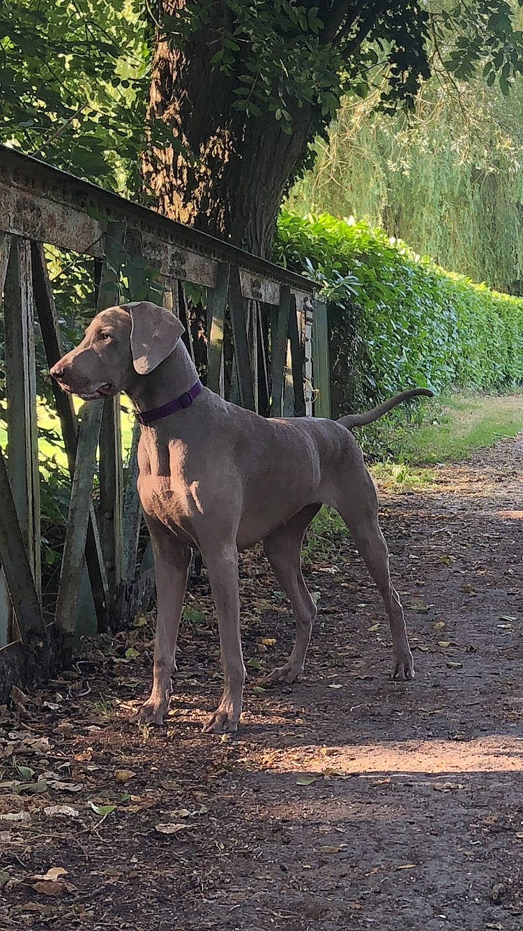 Queen a rejoint le concours — aidez-le/la à gagner de superbes lots ! blue_lacy, canidae, carnivore, dog, dog_breed, fawn, great_dane, greyhound, hunting_dog, mammal, pointing_breed, sporting_group, vertebrate, weimaraner, working_dog