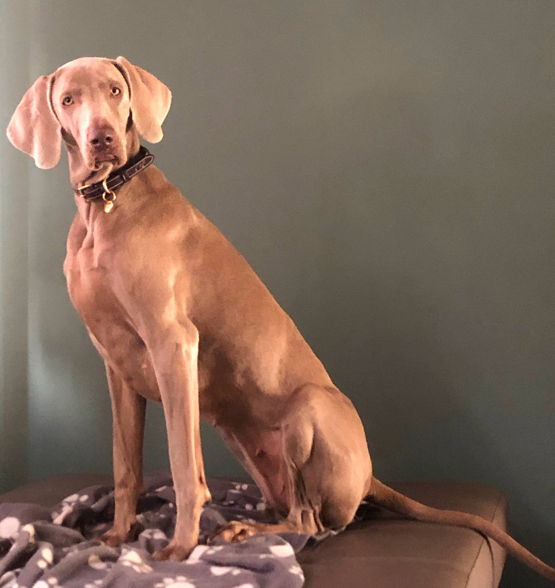Queen a rejoint le concours — aidez-le/la à gagner de superbes lots ! ariege_pointer, canidae, carnivore, dog, dog_breed, fawn, gun_dog, hunting_dog, liver, mammal, pointer, pointing_breed, sporting_group, vertebrate, vizsla, weimaraner