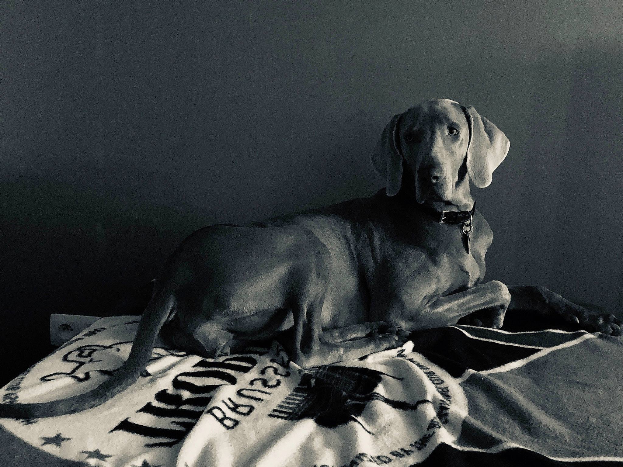 Queen a rejoint le concours — aidez-le/la à gagner de superbes lots ! black_and_white, canidae, carnivore, companion_dog, dog, dog_breed, great_dane, monochrome_photography, pointer, snout, sporting_group, vizsla, weimaraner