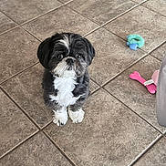 Chanel joined the competition — help win amazing prizes! dog, small_dog, black_and_white, fluffy, pet, indoor, tile_floor, toy, dog_toy, cute, looking_up, sitting, animal, companion, playful, floor, home, domestic_animal, fur, waiting