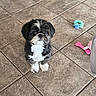 dog, small_dog, black_and_white, fluffy, pet, indoor, tile_floor, toy, dog_toy, cute, looking_up, sitting, animal, companion, playful, floor, home, domestic_animal, fur, waiting