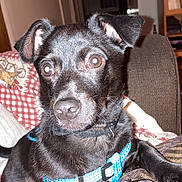 Waldo joined the competition — help win amazing prizes! dog, puppy, black_dog, blue_harness, close_up, indoor, couch, blanket, flash, shiny_eyes, ears, paws, nose, whiskers, pet, domestic_animal, portrait, living_room, furniture, curious