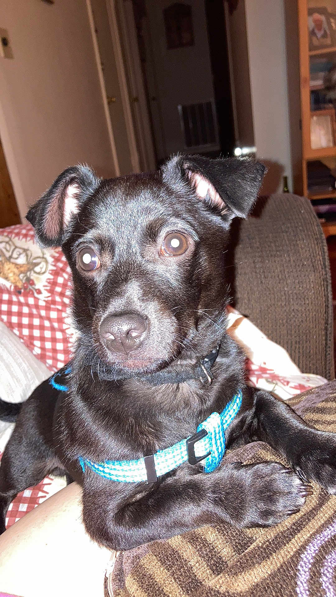 Waldo joined the competition — help win amazing prizes! dog, puppy, black_dog, blue_harness, close_up, indoor, couch, blanket, flash, shiny_eyes, ears, paws, nose, whiskers, pet, domestic_animal, portrait, living_room, furniture, curious