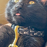 Shadow joined the competition — help win amazing prizes! cat, black_cat, close_up, pet, animal, whiskers, golden_eyes, collar, skull_pattern, tongue_out, fur, cute, domestic_cat, indoor, face, nose, ears, leash_hook, curious, portrait