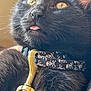 cat, black_cat, close_up, pet, animal, whiskers, golden_eyes, collar, skull_pattern, tongue_out, fur, cute, domestic_cat, indoor, face, nose, ears, leash_hook, curious, portrait