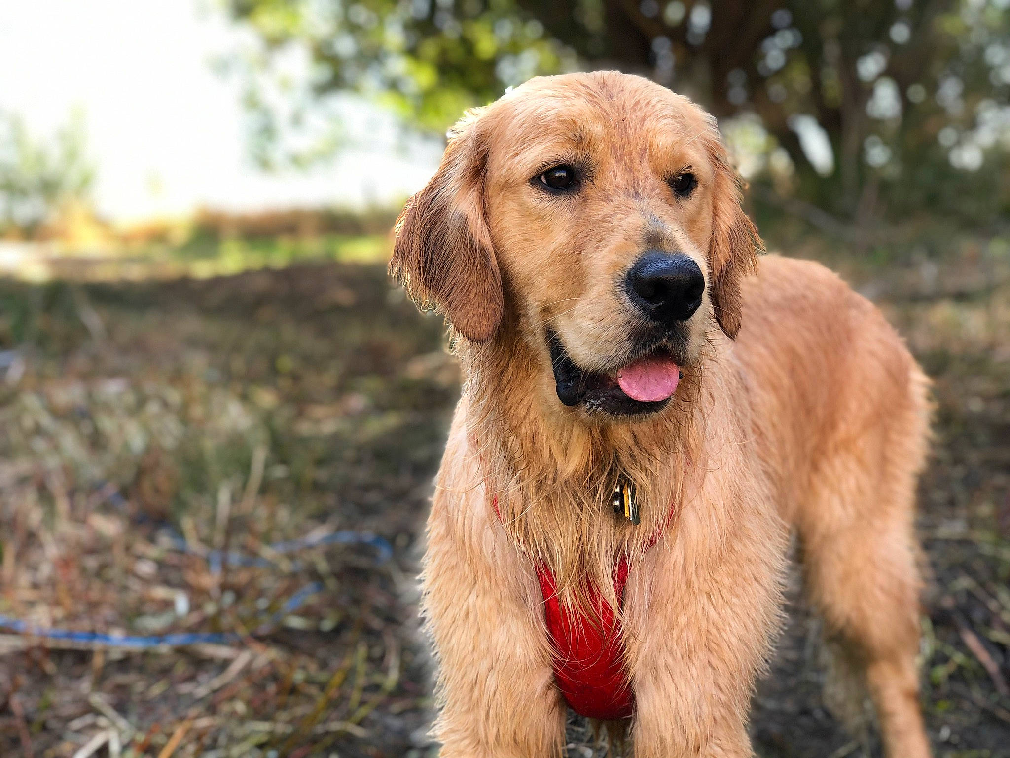 Finley is registered to the contest to win money with this photo: blond, canidae, carnivore, collar, companion_dog, dog, dog_breed, fawn, liver, retriever, snout, sporting_group, tongue, whiskers, working_animal