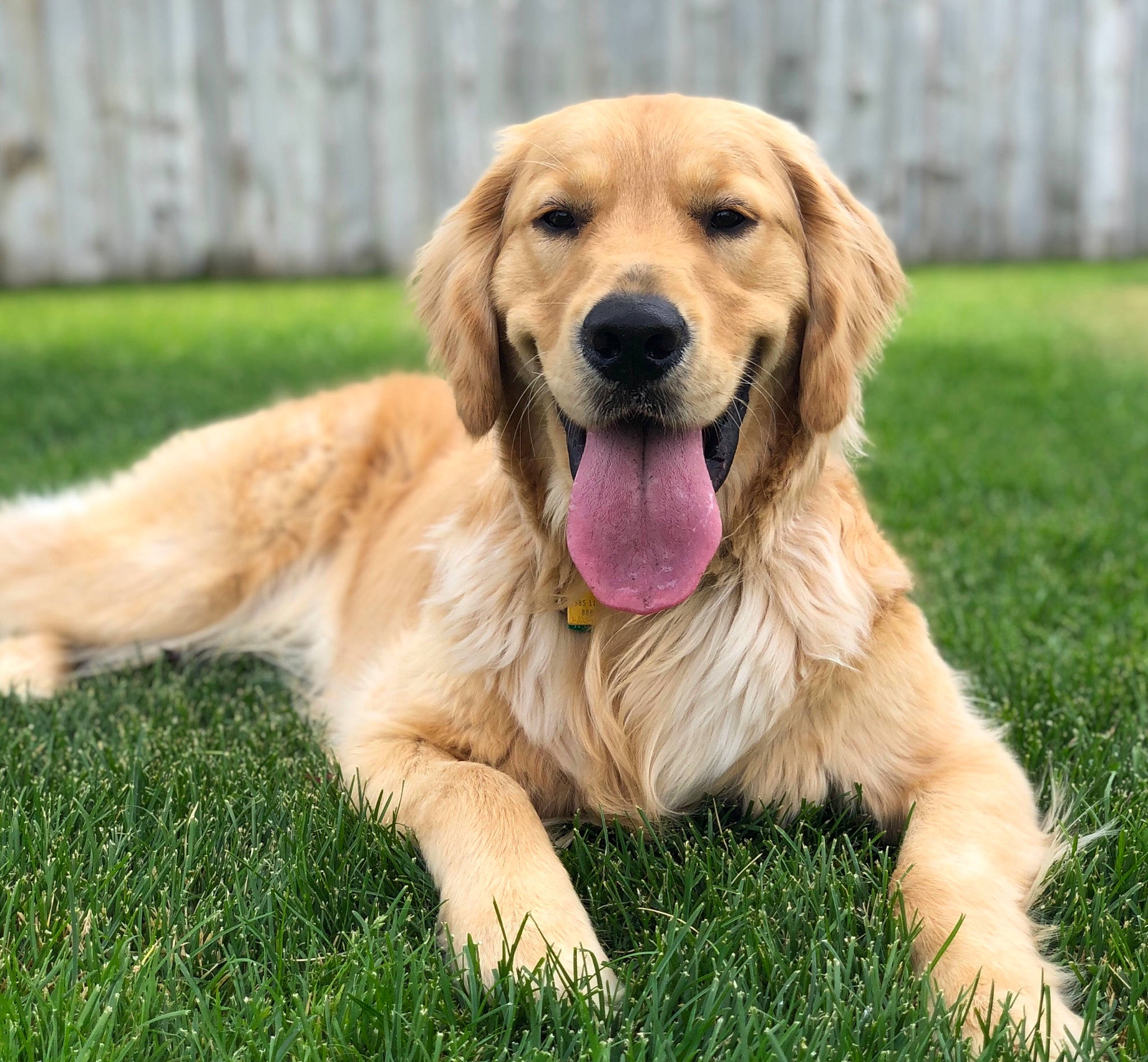 Finley joined the competition — help win amazing prizes! blond, canidae, carnivore, companion_dog, dog, dog_breed, fawn, golden_retriever, grass, grass_family, gun_dog, mammal, retriever, skin, snout, sporting_group, tongue, vertebrate, whiskers, working_animal