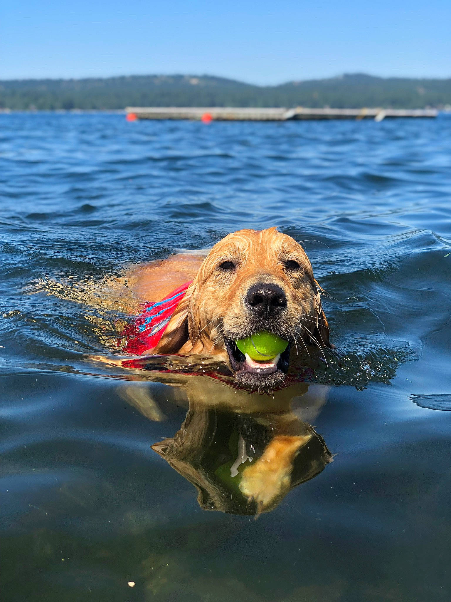 Finley joined the competition — help win amazing prizes! canidae, carnivore, companion_dog, dog, dog_breed, dog_supply, fluid, hunting_dog, liquid, liver, ocean, retriever, snout, sporting_group, summer, water, water_resources, wave, wind, working_animal