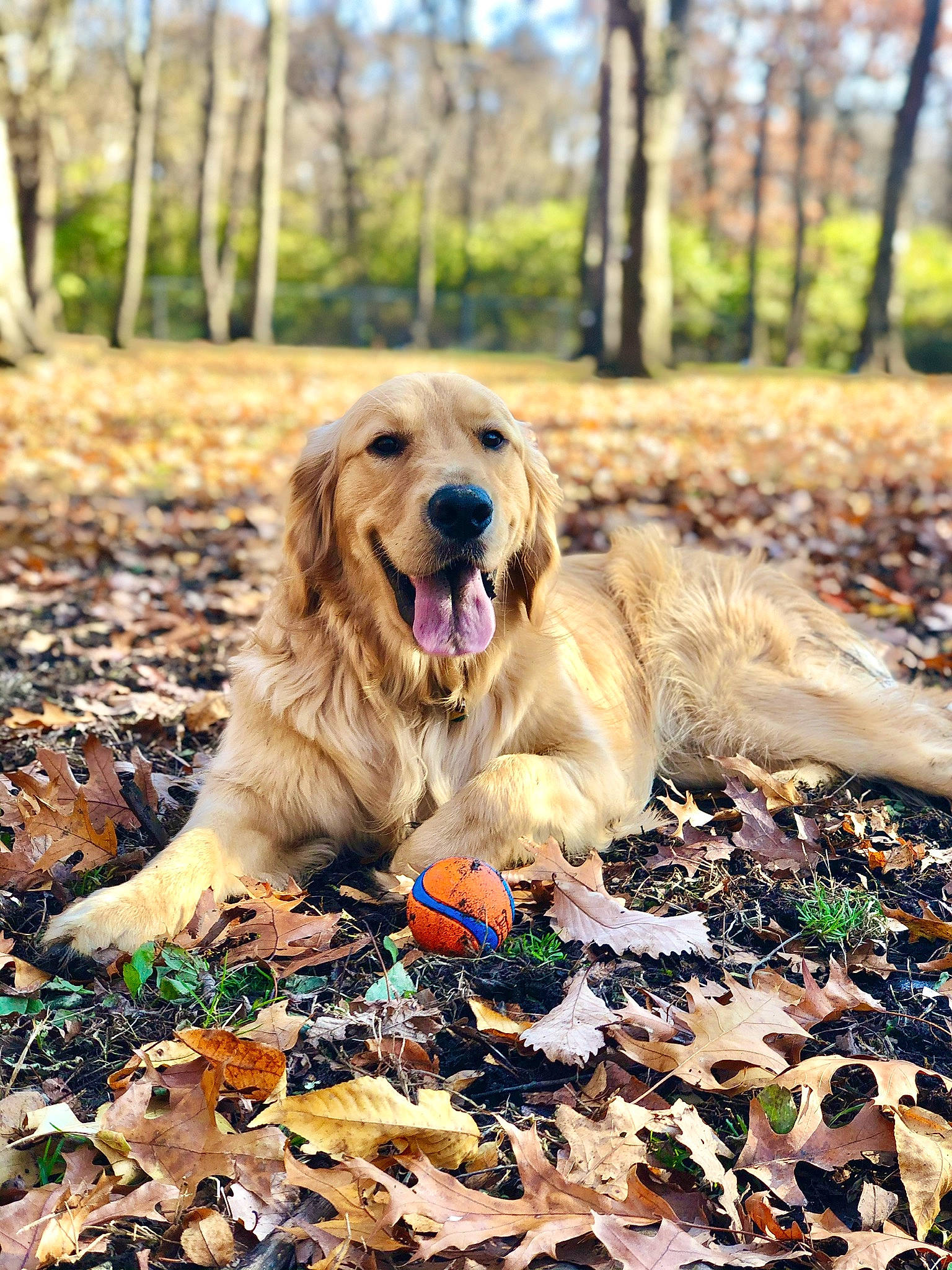 Finley is registered to the contest to win money with this photo: autumn, canidae, carnivore, companion_dog, deciduous, dog, dog_breed, fawn, guard_dog, gun_dog, leaf, mammal, northern_hardwood_forest, retriever, snout, sporting_group, sunlight, tongue, vertebrate, woodland