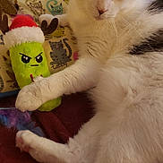 Fred joined the competition — help win amazing prizes! cat, plush_toy, santa_hat, reindeer_antlers, cushion, cat_illustration, chair, white_fur, gray_fur, paw, toy, indoor, relaxed, pet, feline, soft_surface, home, cozy, holiday, resting