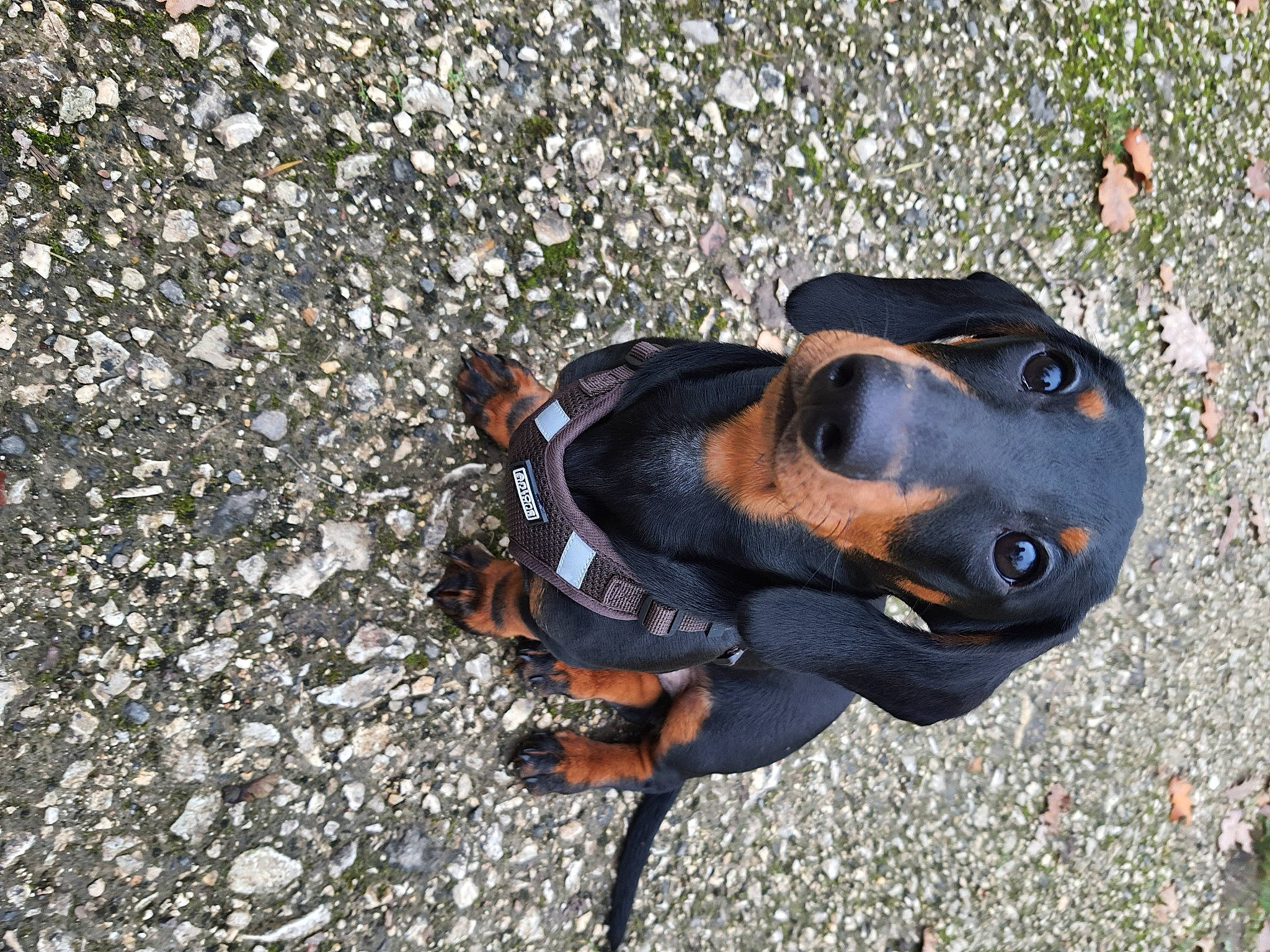 Kuma a rejoint le concours — aidez-le/la à gagner de superbes lots ! asphalt, canidae, carnivore, companion_dog, dachshund, dog, dog_breed, fawn, german_pinscher, guard_dog, hound, hunting_dog, pinscher, road_surface, shadow, sporting_group, tar, terrestrial_animal, working_animal, working_dog