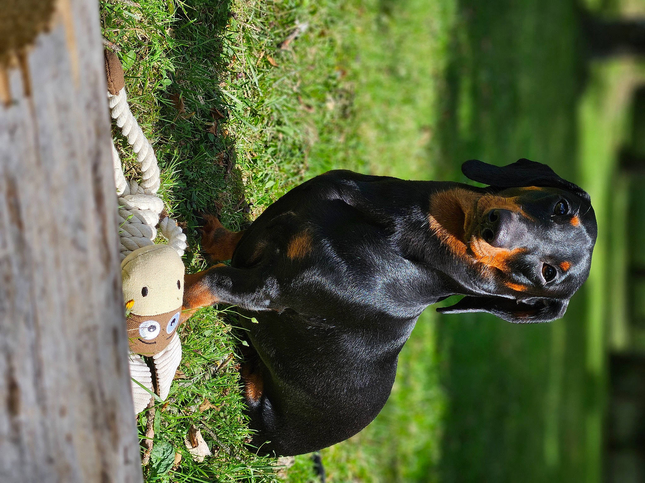 Kuma participe au concours pour gagner de l'argent avec cette photo : canidae, carnivore, collar, companion_dog, dog, dog_breed, dog_collar, grass, guard_dog, hound, plant, scent_hound, snout, sporting_group, terrestrial_animal, tree, trunk, whiskers, wood, working_animal
