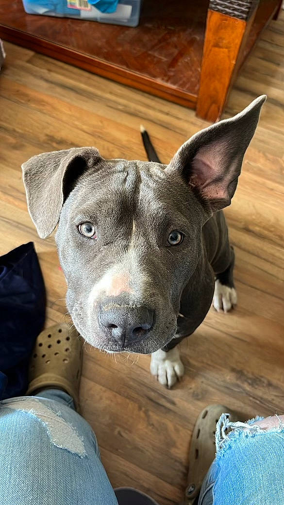 Indigo is registered to the contest to win money with this photo: carnivore, collar, comfort, companion_dog, dog, dog_breed, fawn, hardwood, non_sporting_group, snout, sporting_group, whiskers, wood, wood_stain, working_animal