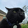 animal, bird, blackbird, blackcat, cat, electronics, grass, kitten, manx, nature, outdoors, pet, plant, yard