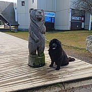 Starlight a rejoint le concours — aidez-le/la à gagner de superbes lots ! dog, wooden_statue, bear, outdoor, building, grass, sidewalk, deck, sky, tree, sign, tongue_out, animal, pet, mammal, furry, black_dog, sculpture, urban, nature