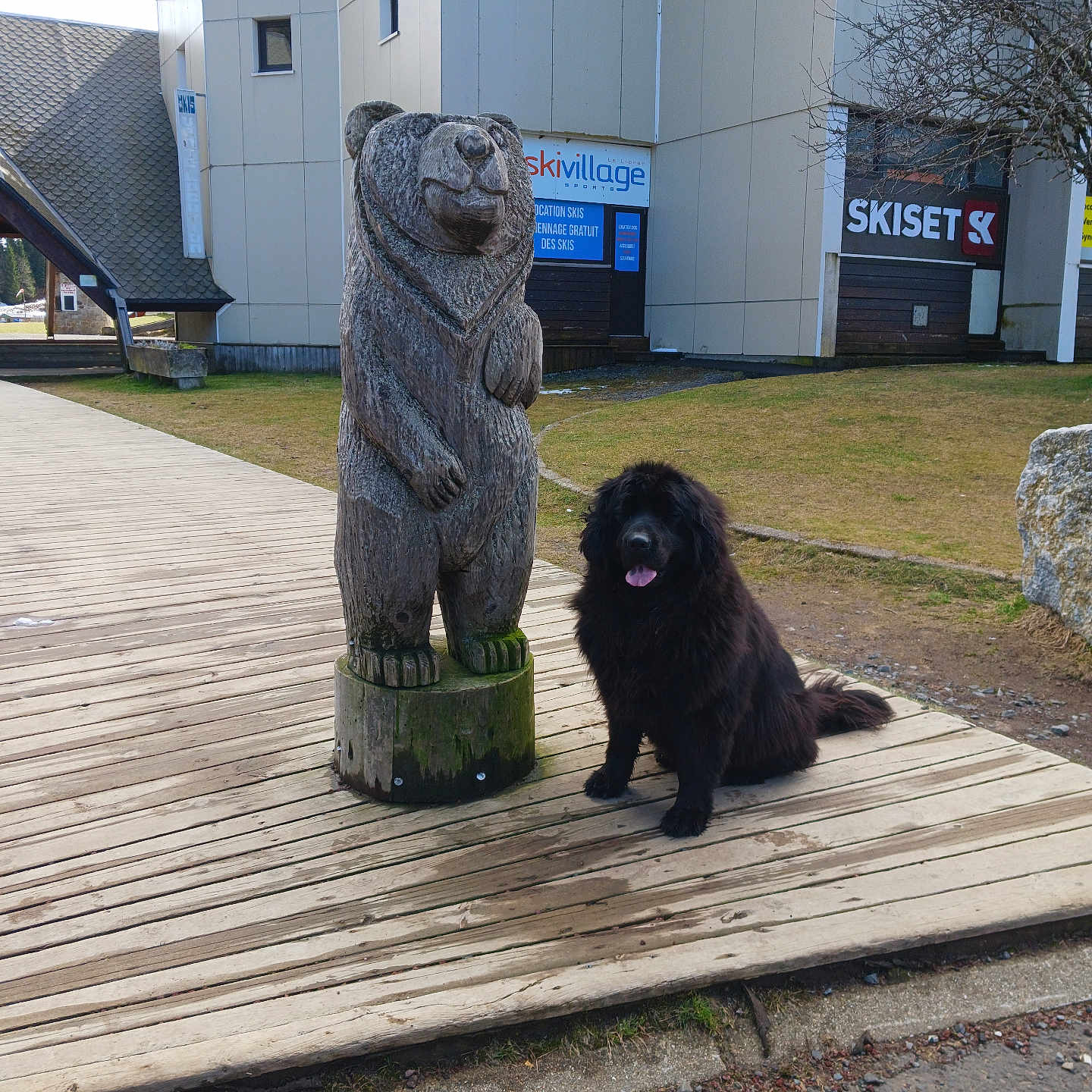 Starlight a rejoint le concours — aidez-le/la à gagner de superbes lots ! animal, bear, black_dog, building, deck, dog, furry, grass, mammal, nature, outdoor, pet, sculpture, sidewalk, sign, sky, tongue_out, tree, urban, wooden_statue