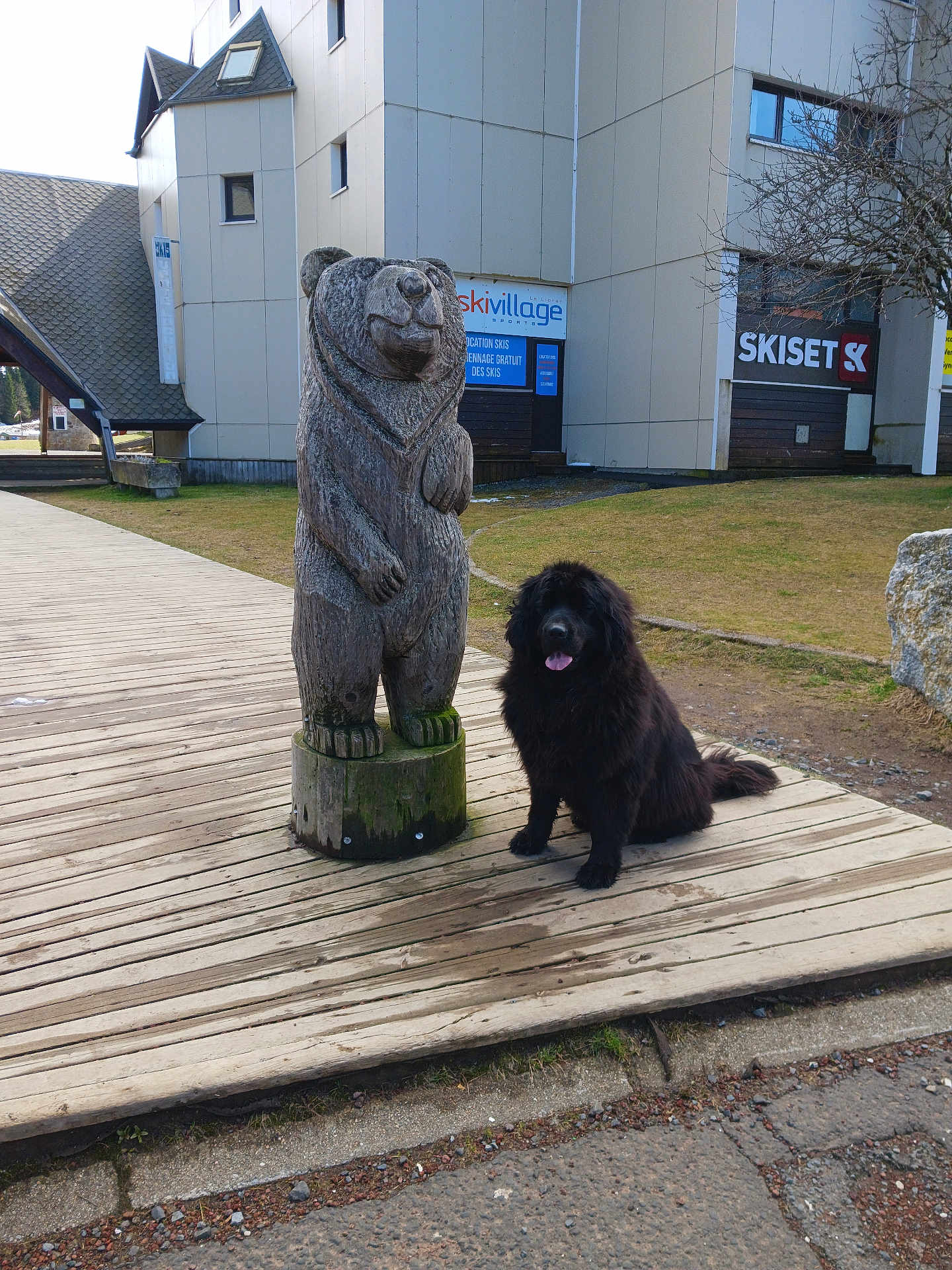 Starlight a rejoint le concours — aidez-le/la à gagner de superbes lots ! dog, wooden_statue, bear, outdoor, building, grass, sidewalk, deck, sky, tree, sign, tongue_out, animal, pet, mammal, furry, black_dog, sculpture, urban, nature